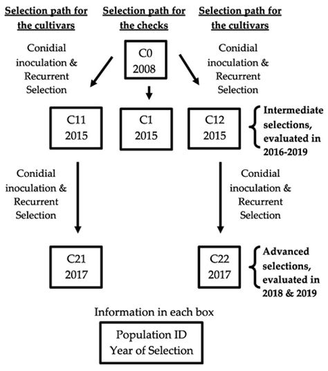 Improving Fusarium Basal Rot Resistance of Onion Cultivars through ...