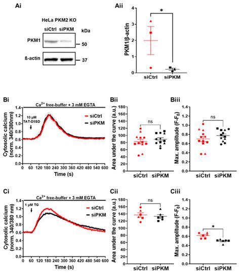 The Complex Effects of PKM2 and PKM2:IP3R Disruption on Intracellular ...