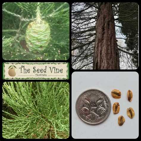 Sequoiadendron giganteum - Giant Redwood - The Seed Vine