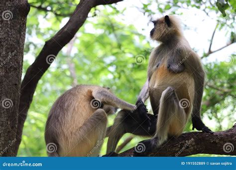 Monkeys Animal Mating Activity Background Blur. Stock Image - Image of ...