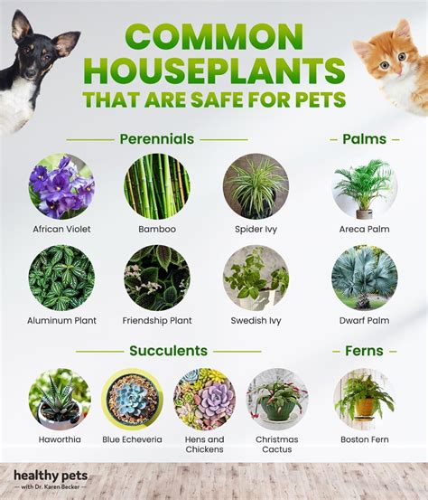 Safe plant cats – Artofit