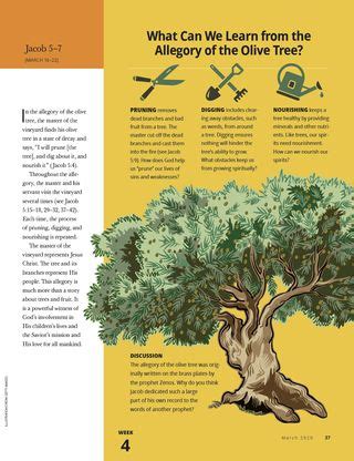 What Can We Learn from the Allegory of the Olive Tree?