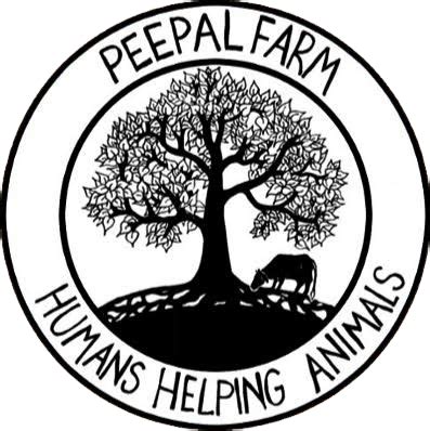 Pawsitivity | QR Reflective Collars for Stray Animal Safety