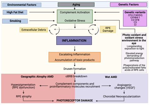 Interlink between Inflammation and Oxidative Stress in Age-Related ...