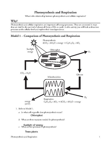 Photosynthesis and Respiration - They are connected in ways that are vital for the survival of ...