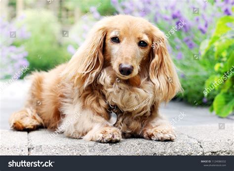 Long Haired Dachshund Blonde