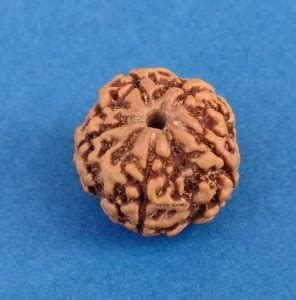 Senroar 5 Mukhi Rudraksha Nepali Wood Pendant Price in India - Buy ...