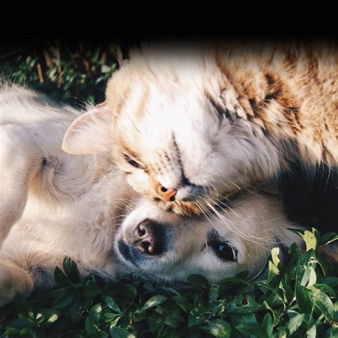 Can Cats And Dogs Have Peaches