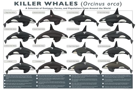 Killer Whales (Orcinus Orca) | Killer whales, Orca art, Ocean mammal