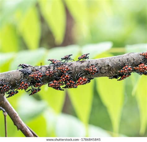 Lantern Fly Nymph 的图像结果