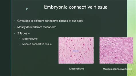 Connective Tissue Function 的图像结果