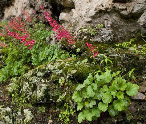 Heuchera Coral Bells Bressingham Hybrids Heuchera Sanguinea Seeds