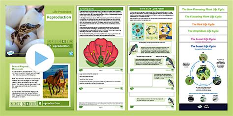 Year 5-8 Life Processes - Reproduction in Organisms