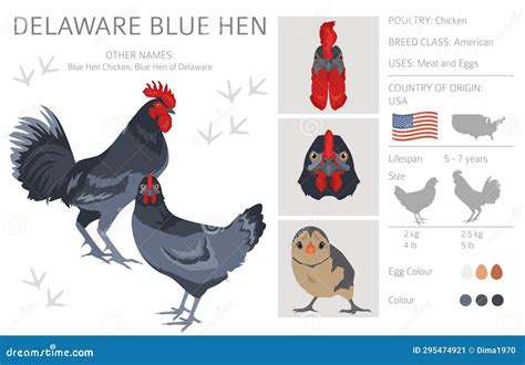 Delaware Blue Hen Chicken Breeds Clipart. Poultry and Farm Animals ...