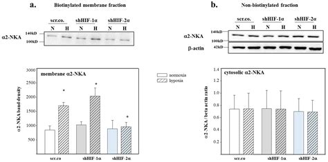 HIF-2α Controls Expression and Intracellular Trafficking of the α2 ...