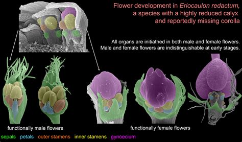 Stability Despite Reduction: Flower Structure, Patterns of Receptacle ...