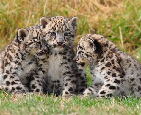 Asian Mammals Picture Quiz including Leopard, Panda, Tiger, Oryx