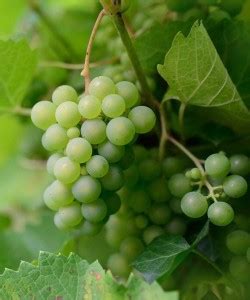 Cloud Farm Grapes Plant Price in India - Buy Cloud Farm Grapes Plant ...