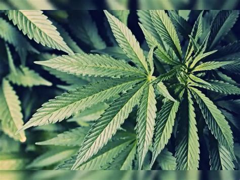 People smoking weed have more false memories: Research