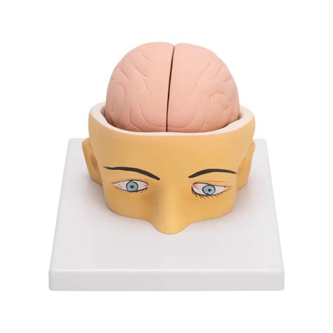 Buy Human Head with Brain Model – 3D Anatomical Dissection Tool for Me