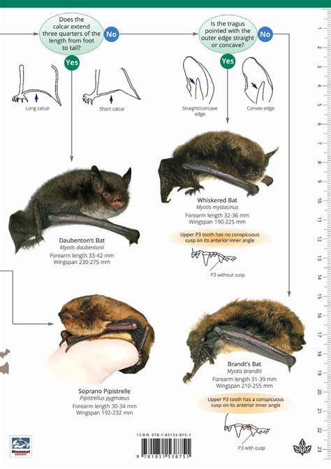 Bats guide – Field Studies Council