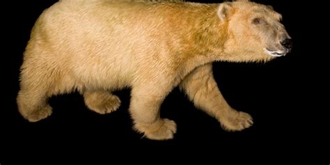 Polar Bear Without Fur : Melting Arctic Ice Forces Polar Bears To Swim ...