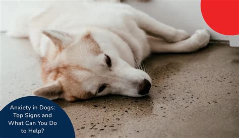 Anxiety in Dogs: Top Signs and What Can You Do to Help? | Zigly