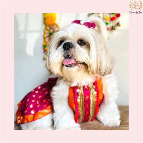 Buy Kesari Dog Lehenga Choli – Wrapinfur