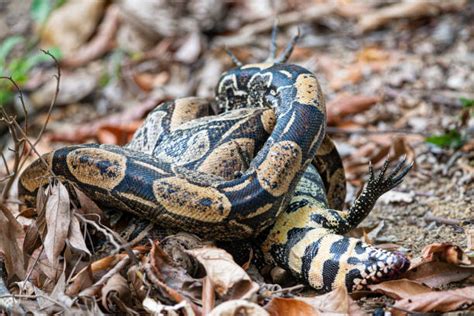 Ball Python Eating Fish 的图像结果