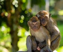 Image result for Monkeys Hugging
