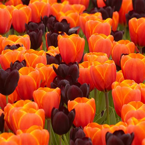 Download wallpaper 3415x3415 tulips, flowers, spring, orange, purple ...
