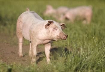 10 Facts about Pigs - FOUR PAWS International - Animal Welfare Organisation