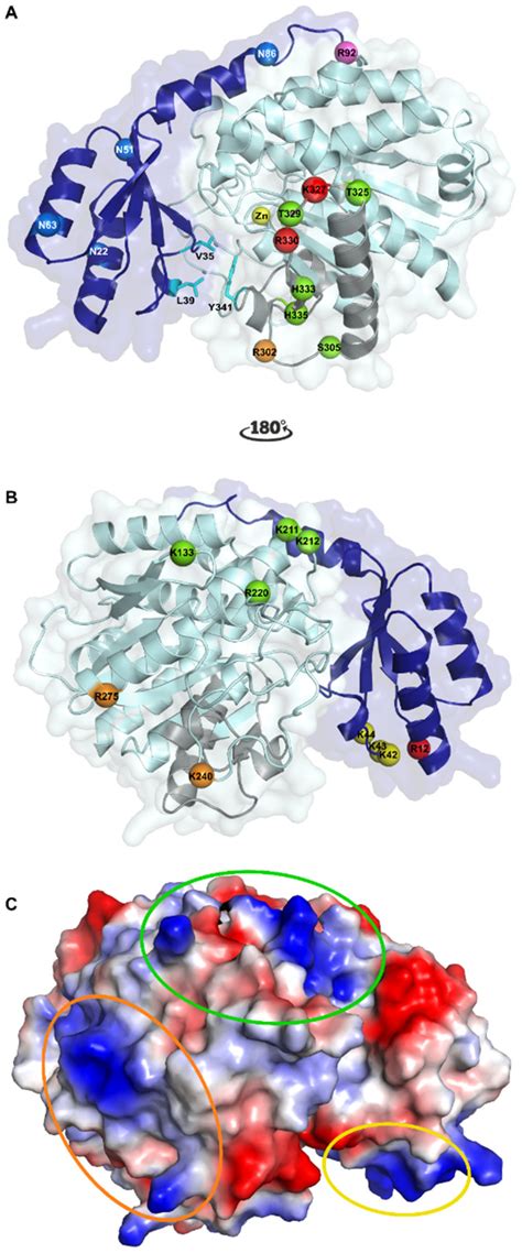 Thrombin Activatable Fibrinolysis Inhibitor (TAFI): An Updated ...