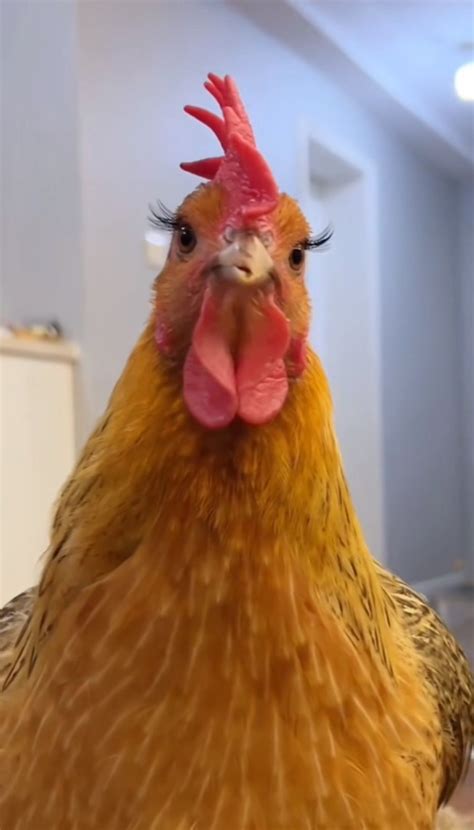 Funny Chicken Memes Humor