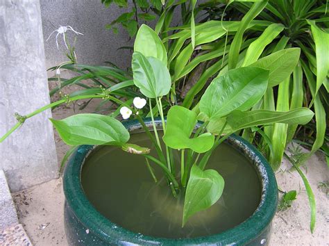 Aquarius macrophyllus (Kunth) Christenh. & Byng | Plants of the World ...