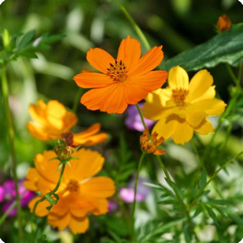 Cosmos Flower FLOWER COSMOS SEEDS RADIANCE 300 Seeds Cosmos