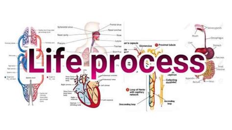 Image result for Basic Life Process