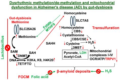 Lactobacillus Eats Amyloid Plaque and Post-Biotically Attenuates ...