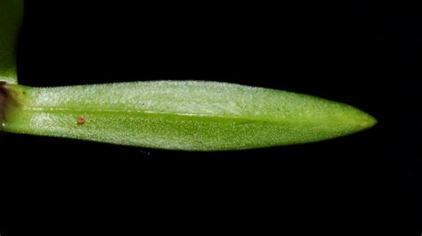 Gentiana pumila subsp. delphinensis (Beauverd) P.Fourn. | Plants of the ...