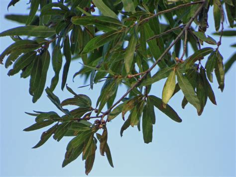 Willow Oak Tree Information: Learn About Willow Oak Tree Care In ...