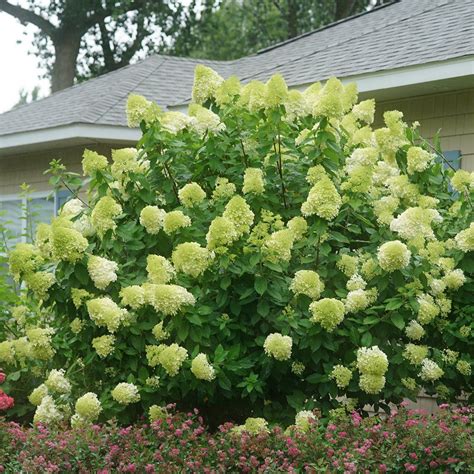 'Limelight' Panicle Hydrangea | Hydrangea paniculata, Limelight ...