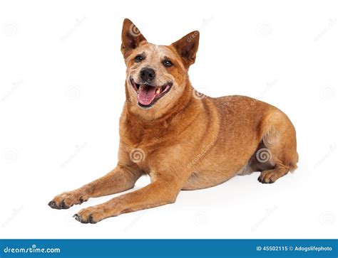 Red Heeler Mix Puppies