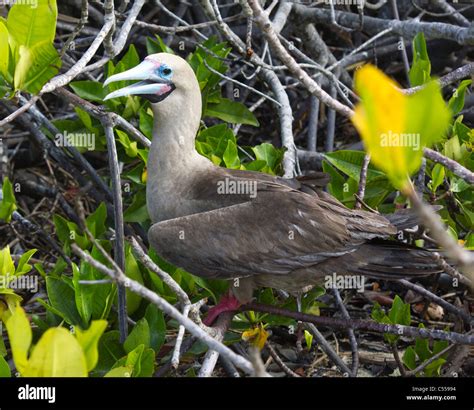 Red footed booby sula sula hi-res stock photography and images - Alamy