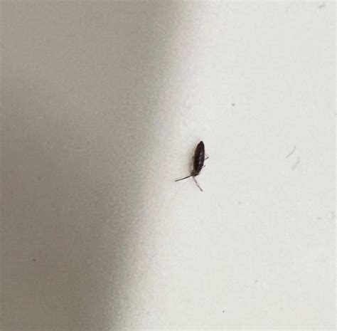 Very small black bugs crawling around deck and basement : r/whatsthisbug