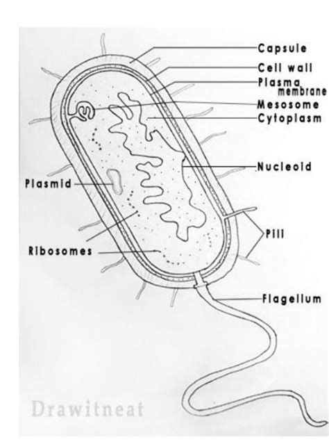 Draw neat and labeled diagrams of bacteria and Amoeba. - Brainly.in