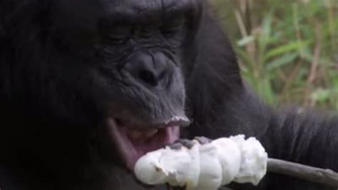 Chimp Using Fire 的图像结果