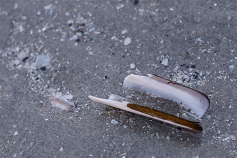 aar's log » Het strand van Hoek van Holland