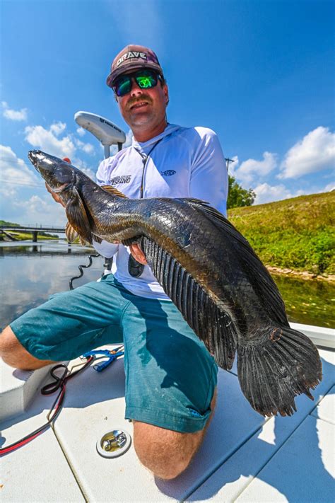 Snakeheads: Florida's Most Misunderstood Invasive Species | FreshWater ...
