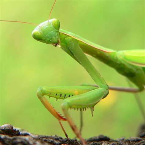 Image result for Praying Mantis