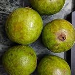 Fresh Guava (Amrudh) Fresh,500 Gram : Amazon.in: Grocery & Gourmet Foods